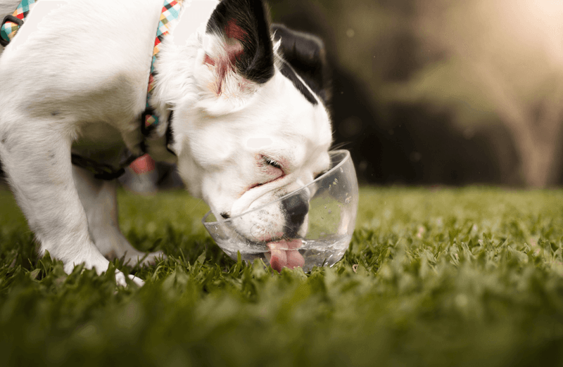 Provide Plenty Of Water to Prevent Dehydration