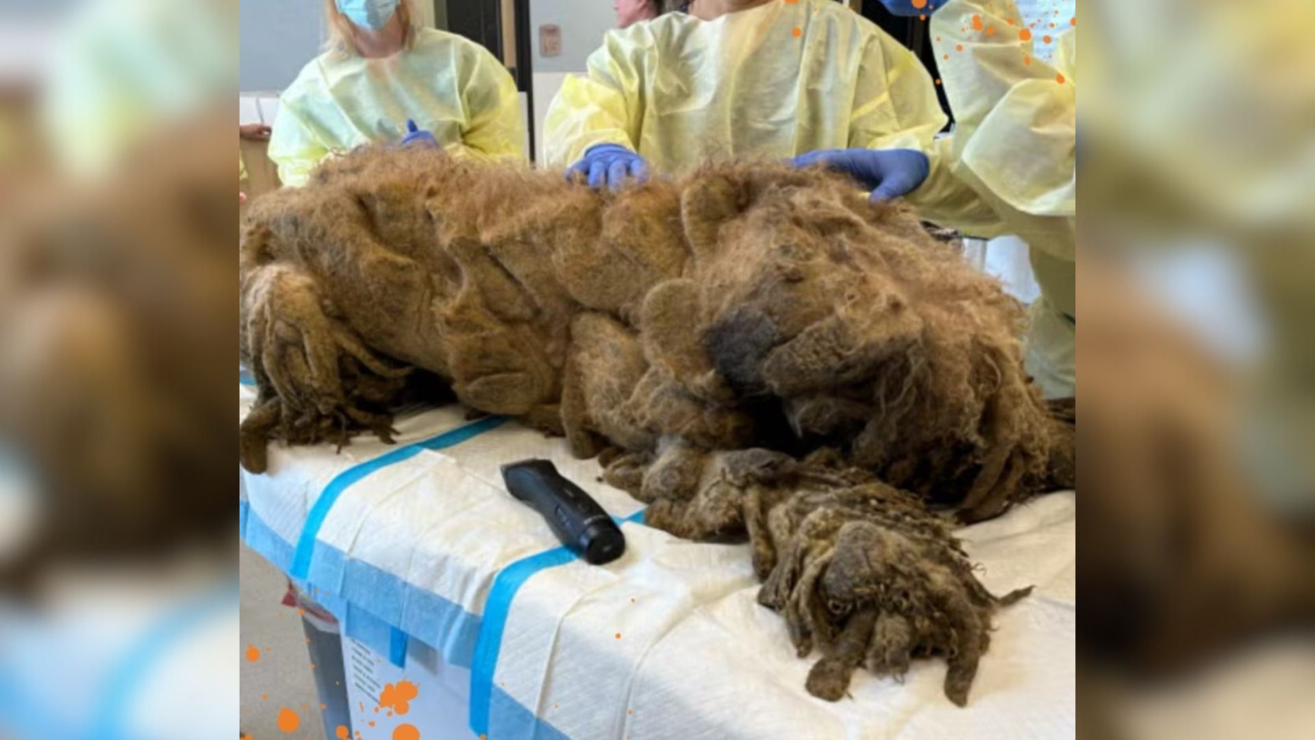 Utah Rescue Helps Severely Matted Labradoodle Make Transformation Of A Lifetime