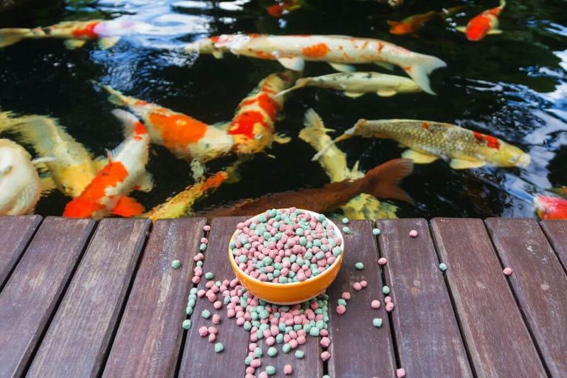Optimize Feeding Practices