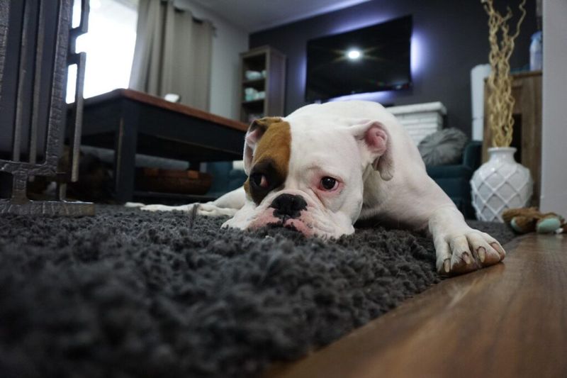 Furnishing Fiascos: When Everything Must Be Dog-Proof