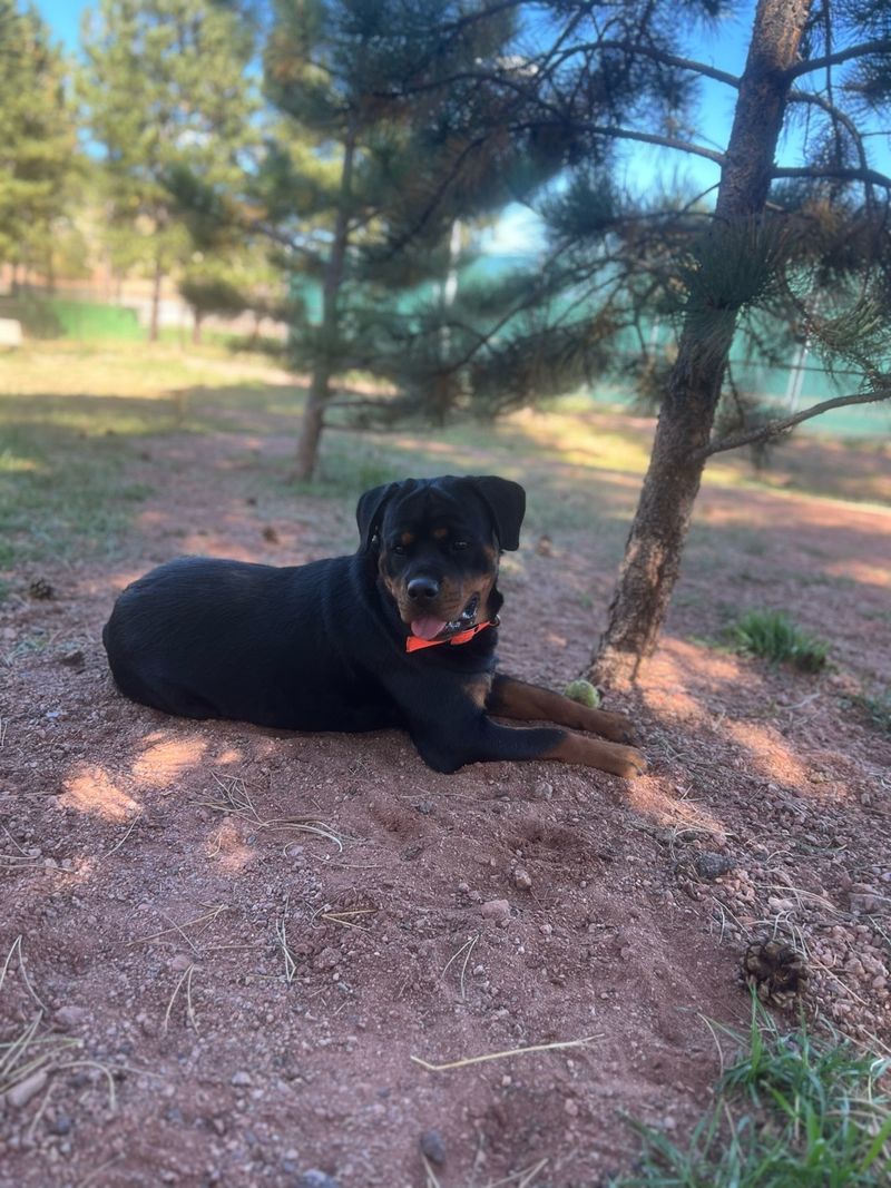 Joe's Ponderosa Private Dog Park – Woodland Park