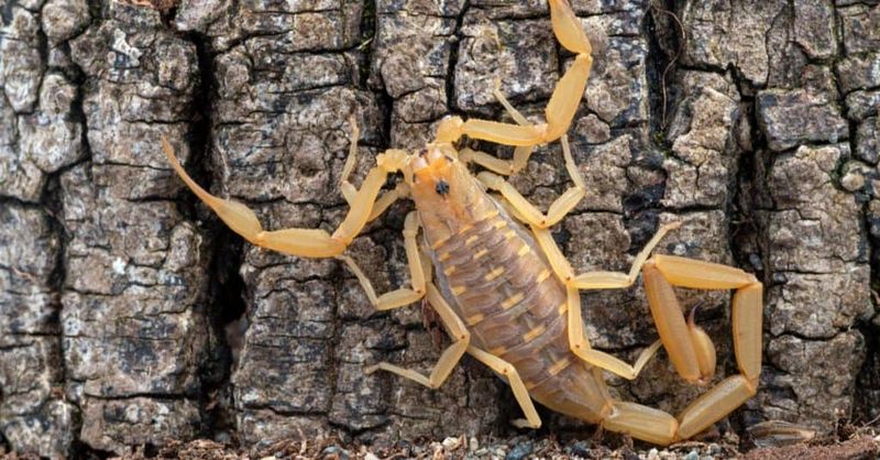 Stinging Bark Scorpions