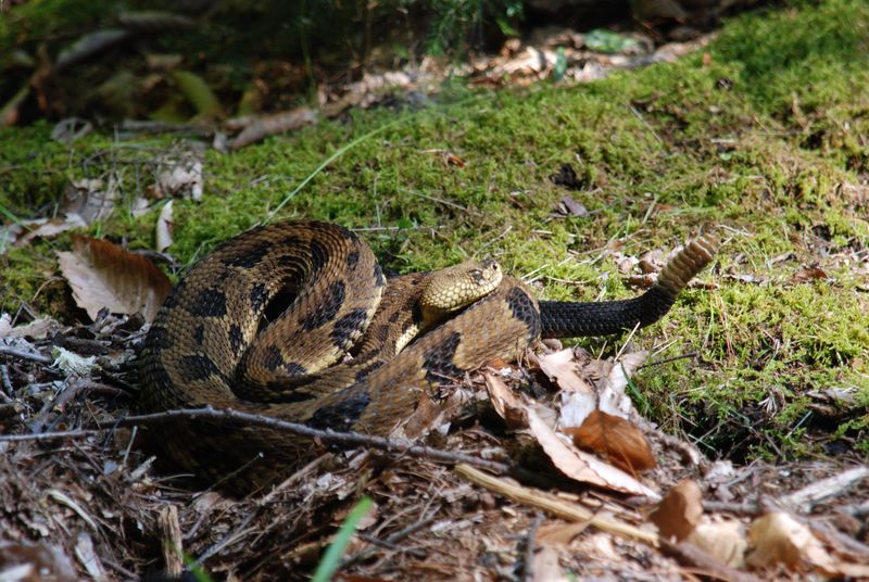 Trinity River's Timber Rattler Territory