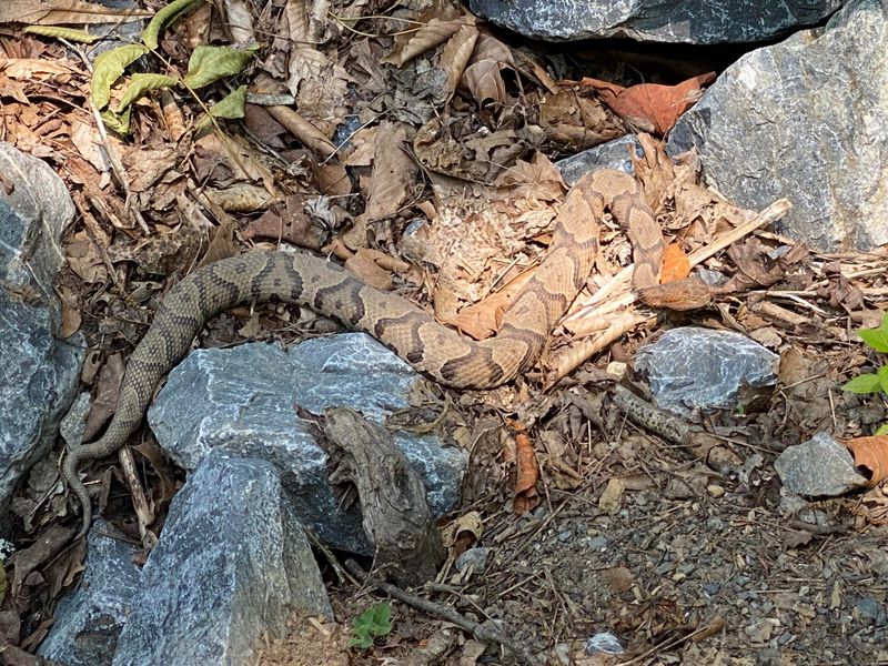 Potomac River's Surprising Serpents