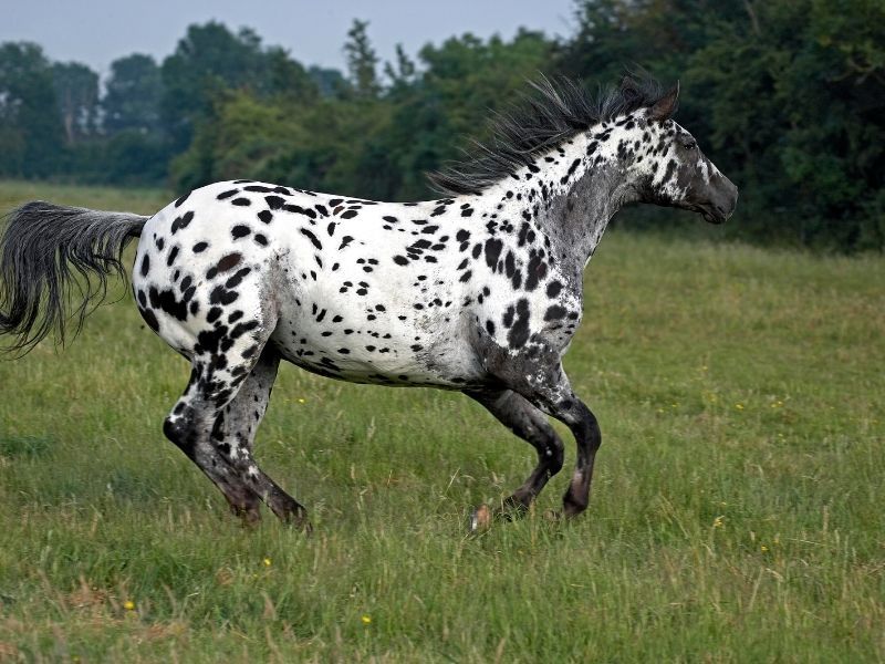 Spotted Appaloosa