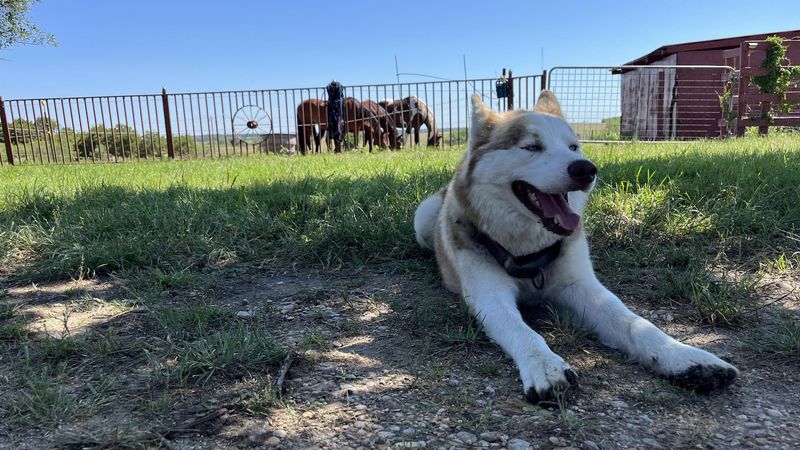 Rising Adoption Rate In Texas