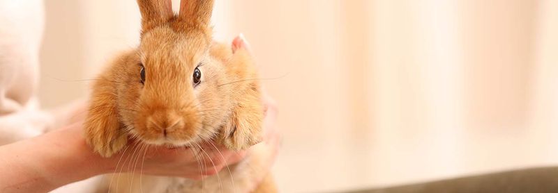 Vacation-Friendly with Specialized Bunny Boarding