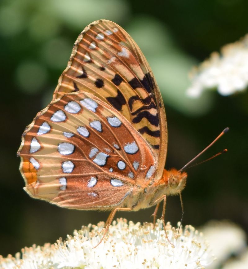 Great Spangled Fritillary: The Silver-Spotted Wonder
