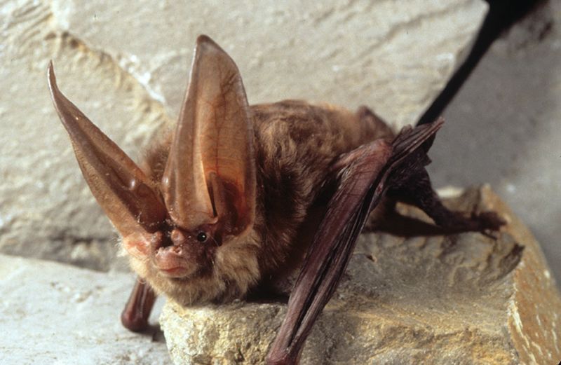 Virginia Big-Eared Bat