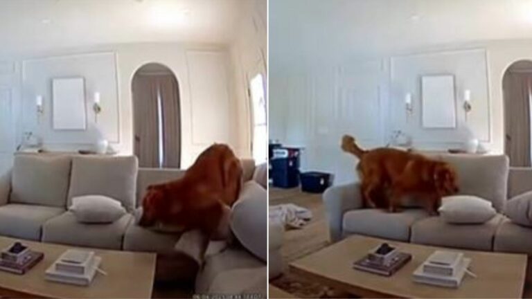 dog on camera