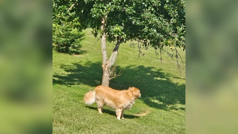 dog running