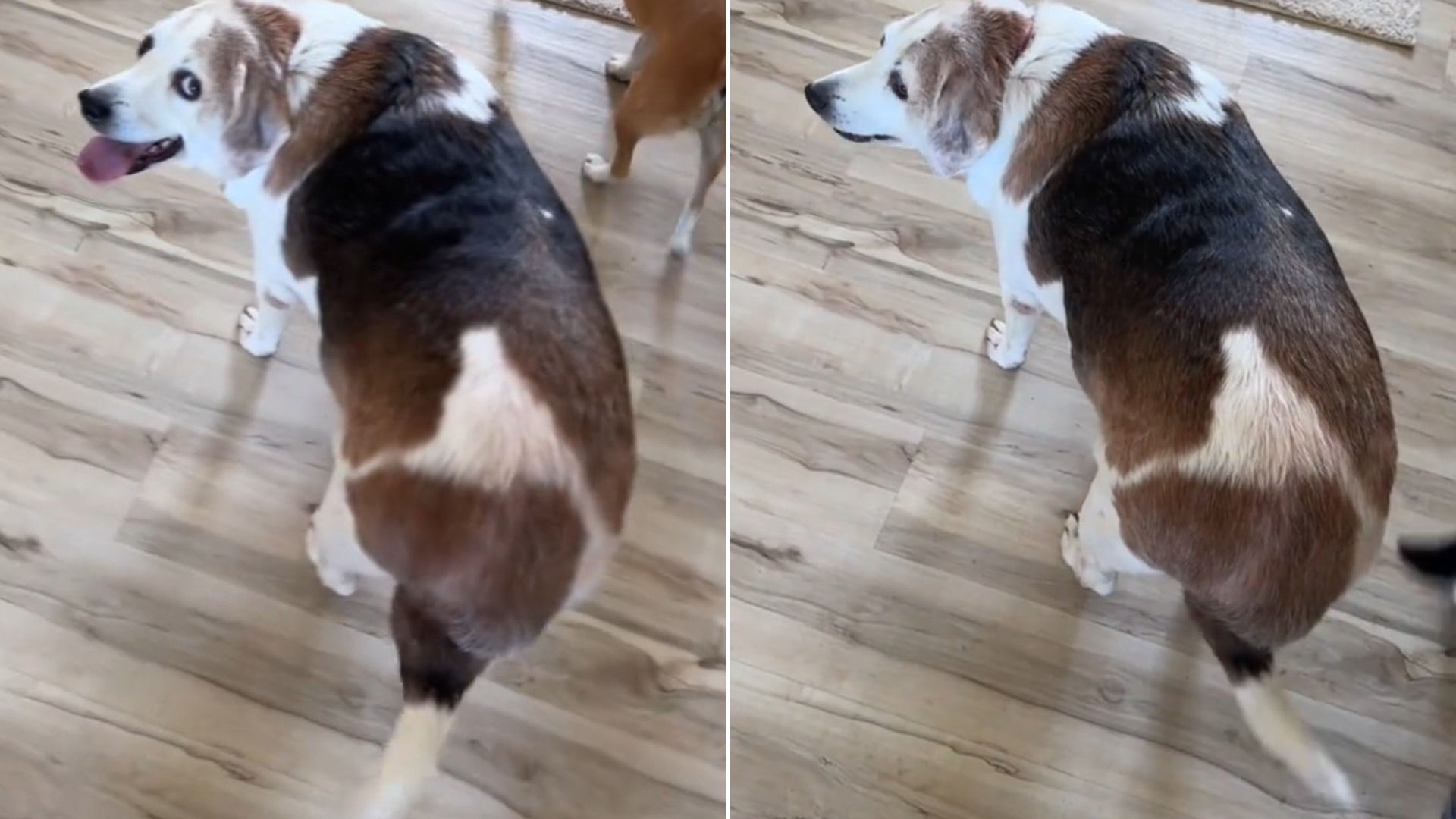 Virginia Pup’s Shocking Weight Leaves Internet Stunned As Rescuers Help Him Slim Down