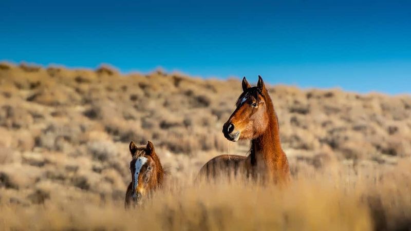 New Pass-Ravenswood Herd Management Area: Desert Survivors