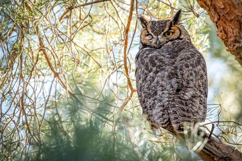 Hoot and Holler: Owls Abound in Montesano