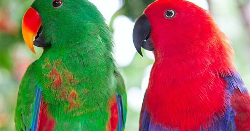 Striking Eclectus Parrots: The Jewel-Toned Gender-Benders