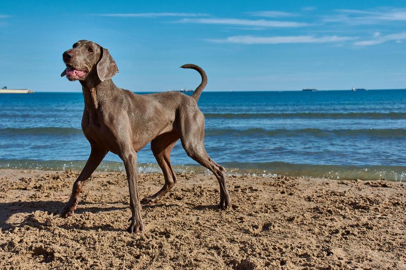 Weimaraner: Silver Beach Sprinters