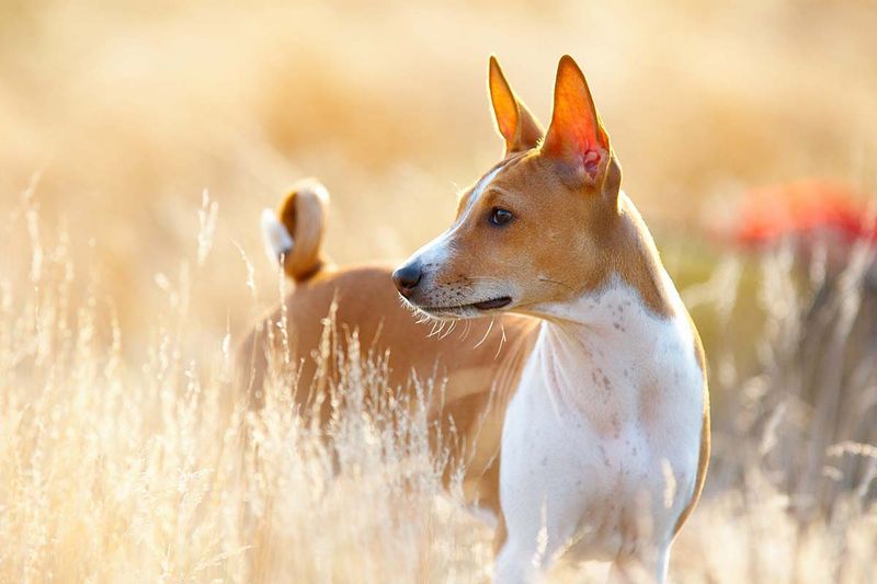 Basenji: The Barkless Desert Beauty