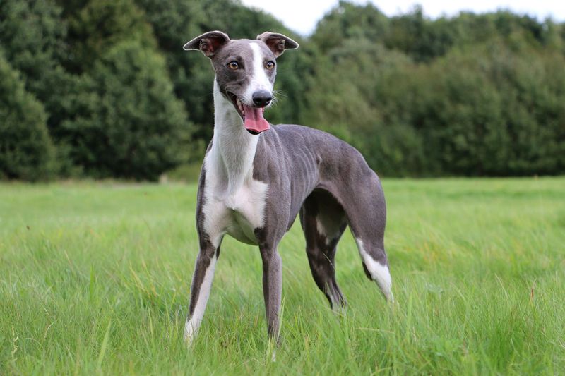 Whippet: The Desert Greyhound with Built-in AC