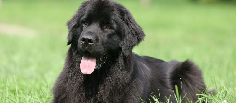 Newfoundland: The Gentle Giant for Ohio's Spacious Suburbs
