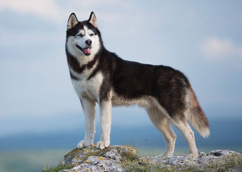 Siberian Husky: Mountain Adventurer