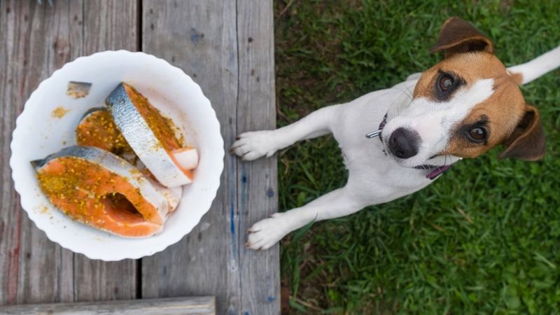 Feeding Dogs Table Scraps Or Harmful Foods