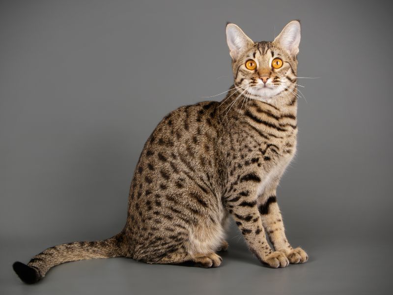 Savannah Cats