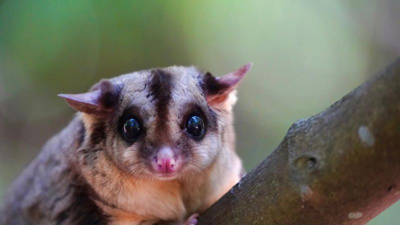Sugar Glider
