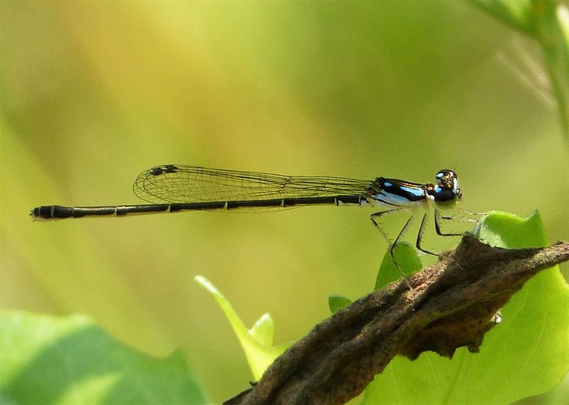 Fragile Forktail: The Delicate Damsel
