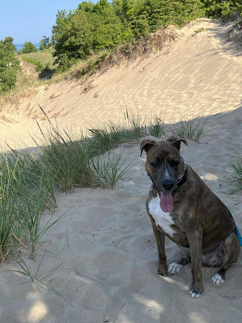 Grand Mere State Park – Dune-Protected Dog Haven
