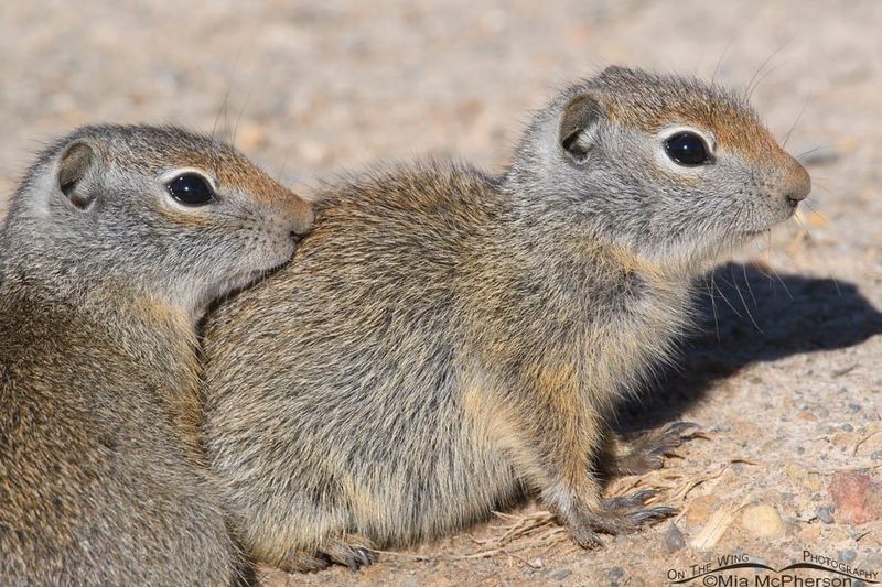 Wyoming: Yellowstone's Chipmunk Wonderland