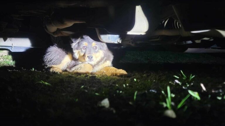 dog under car