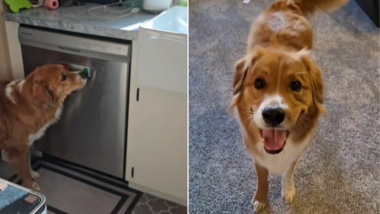 dog and dishwasher