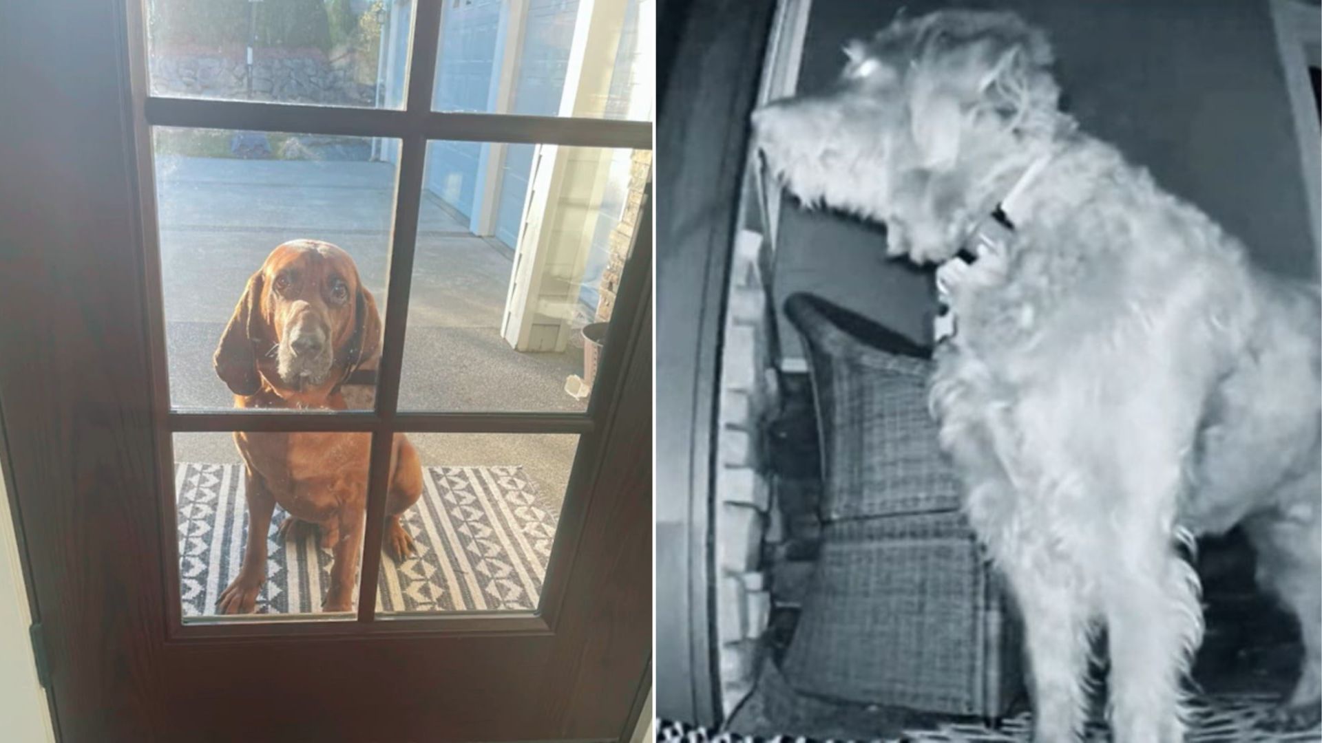 Washington Woman Wakes At 5:30 A.M. To Find Her Dog Brought An Unexpected Porch Guest
