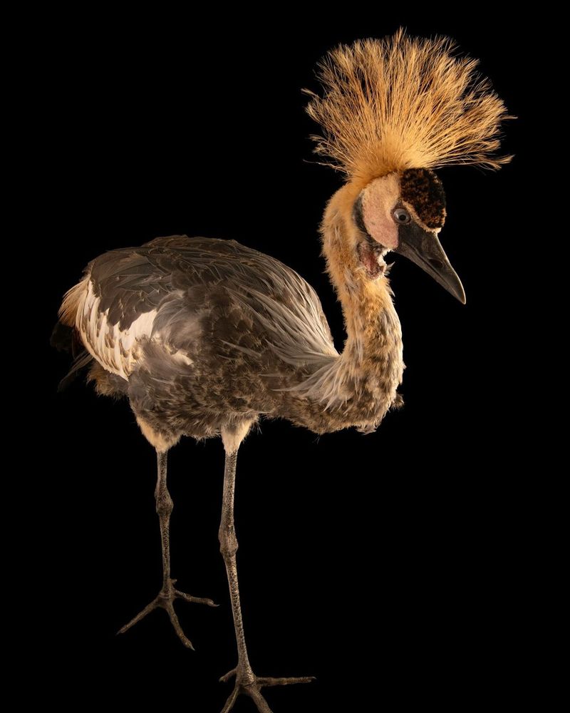 A Feathered Flee