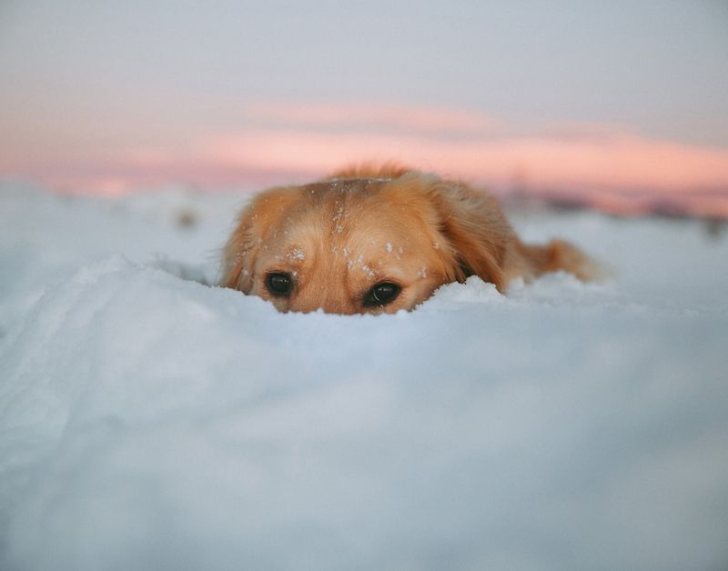 Snow-Ready Double Coat