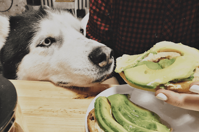 Knows The Scent Of Avocado