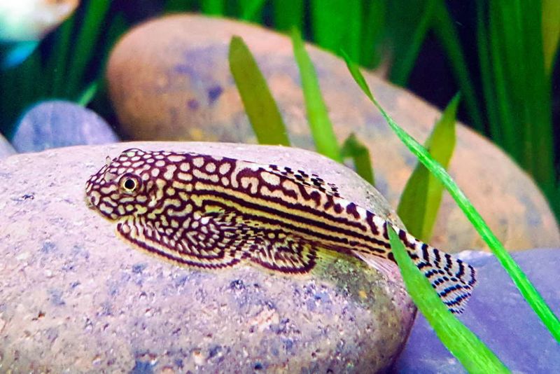Hillstream Loach: Nature's Suction Cup