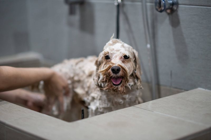 Grooming Gymnastics: Bathing in a Bathroom Built for Ants
