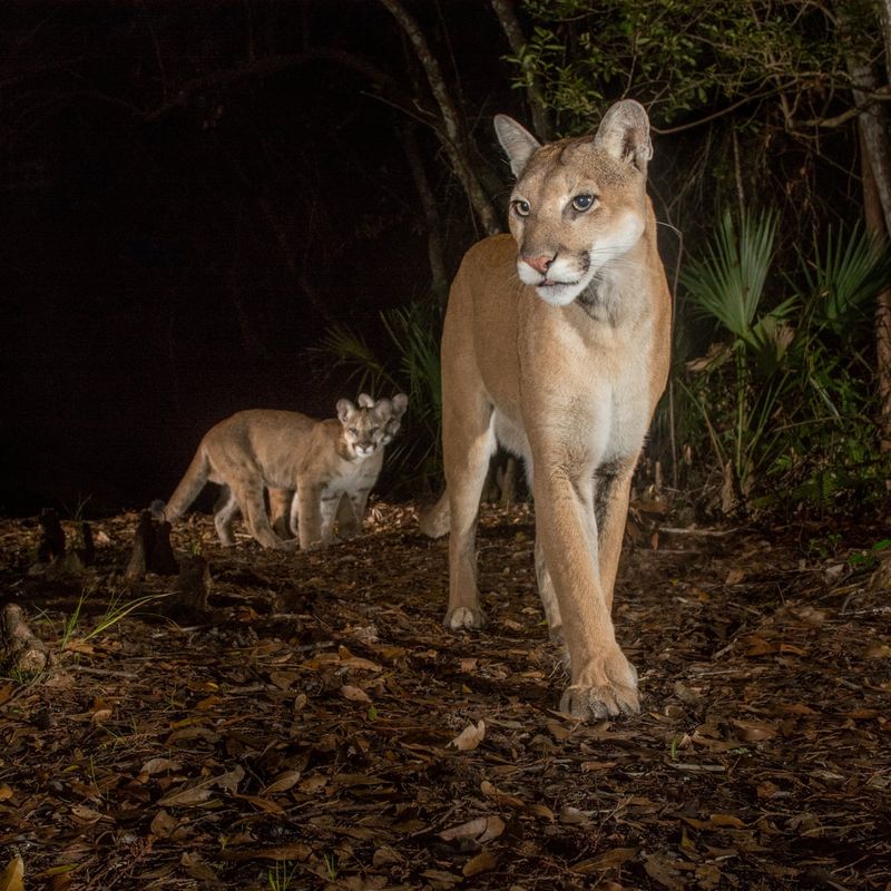 Florida Panther: The Elusive Ghost Cat