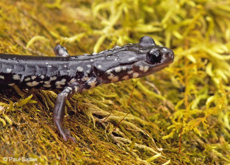 Cow Knob Salamander