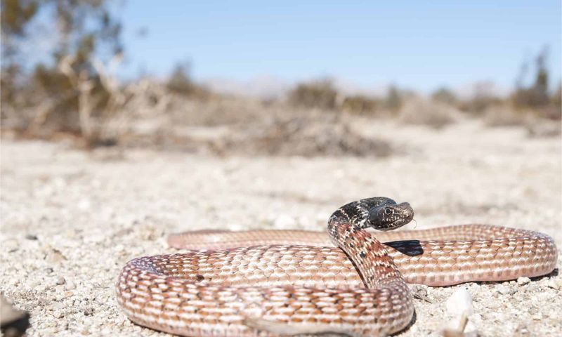 Red Racer: The Desert Speedster