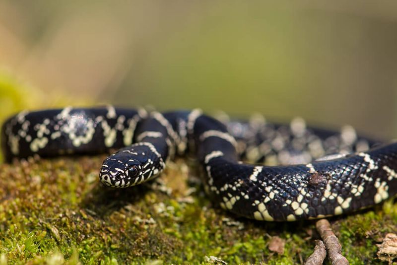 California Kingsnakes