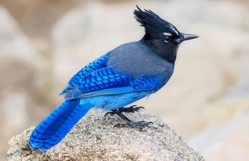 Steller's Jay