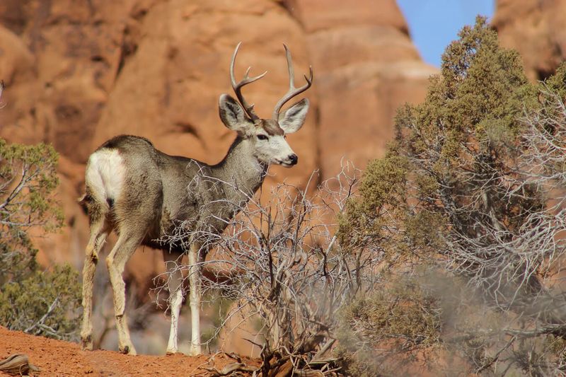 Mule Deer: The Big-Eared Browsers