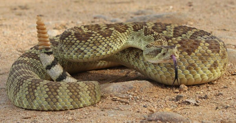 Mojave Green Rattlesnake: The Potent Predator