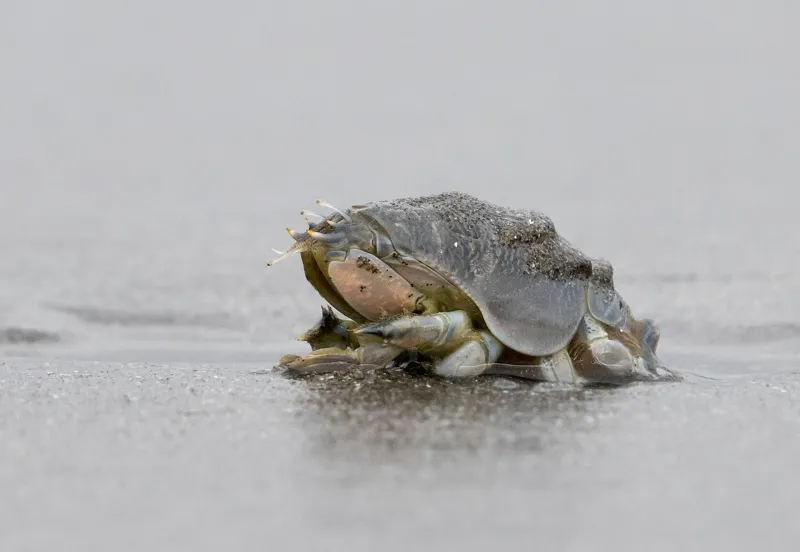 Atlantic Mole Crab: The Wave-Riding Burrower