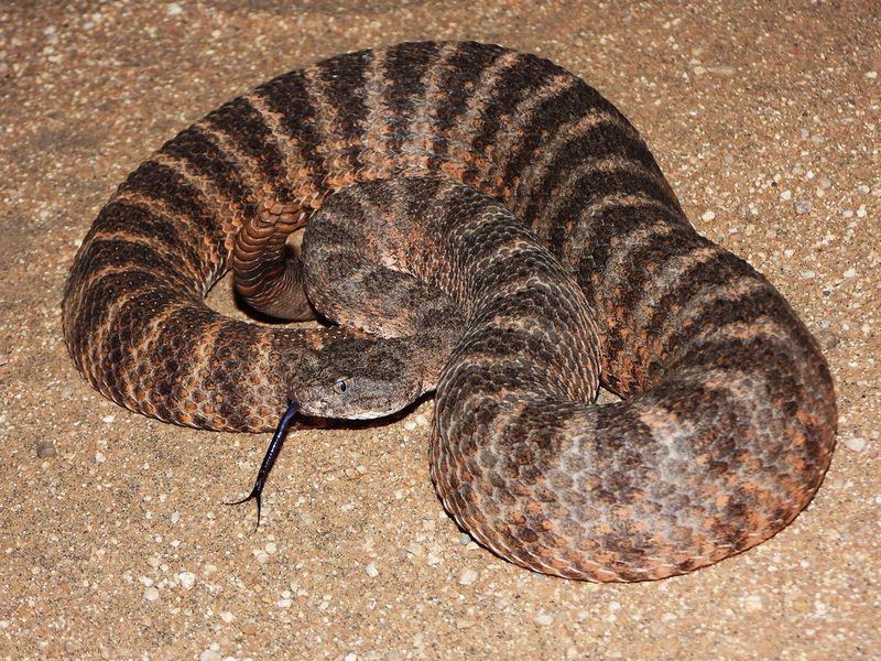 Tiger Rattlesnake: The Compact Venom Powerhouse