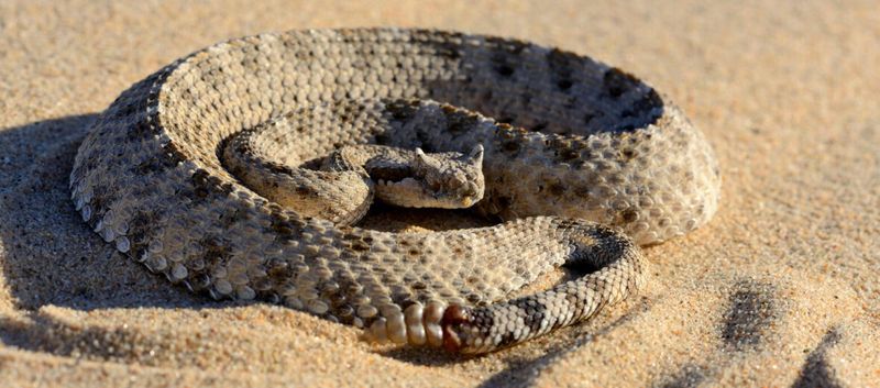 Sidewinder Rattlesnake