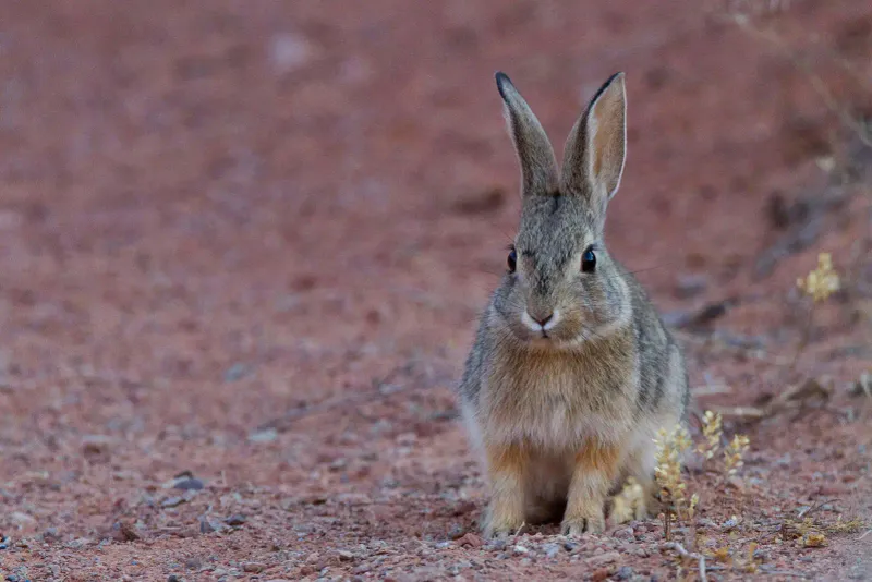 Desert Cottontail Rabbit: The Surprising Desert