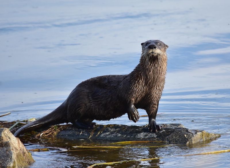 North American River Otter: Aquatic Acrobats